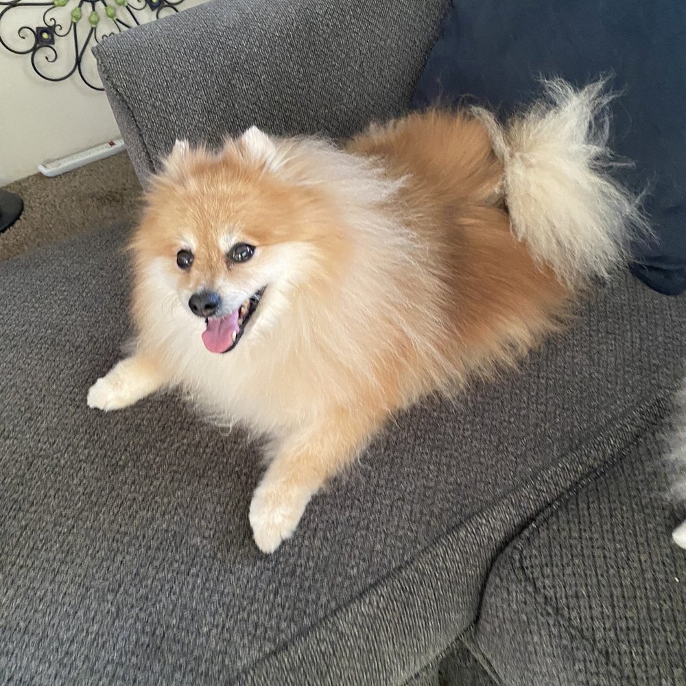 Beth's Pet Spa - Me Bear looking handsome as ever after his bath and brush - Pet Groomers Near Me - El Cajon, California Beth's Pet Spa - Me Bear looking handsome as ever after his bath and brush - Pet Groomers Near Me - El Cajon, California