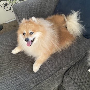 Beth's Pet Spa - Me Bear looking handsome as ever after his bath and brush - Pet Groomers Near Me - El Cajon, California
