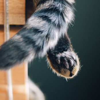 Seattle Meowtropolitan - Themed Cafes Near Me - Seattle, Washington Seattle Meowtropolitan - Themed Cafes Near Me - Seattle, Washington