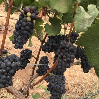Ponzi Vineyards - Wineries Near Me - Sherwood, Oregon