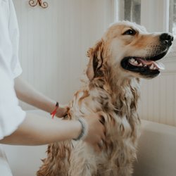 St. Charles Grooming - Big lab dog getting bath
