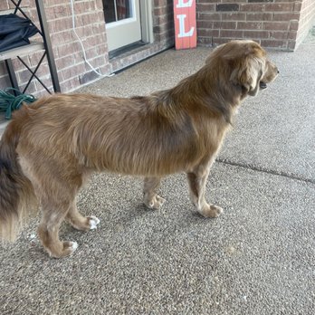 Zoomin Groomin - Arlington, Collierville, TN - Pet Groomers Near Me Zoomin Groomin - Arlington, Collierville, TN - Pet Groomers Near Me