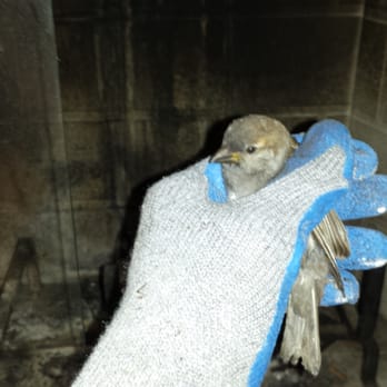 TriState Wildlife - Baby bird rescued from a fireplace. - Pest Control Near Me - Goshen, New York TriState Wildlife - Baby bird rescued from a fireplace. - Pest Control Near Me - Goshen, New York