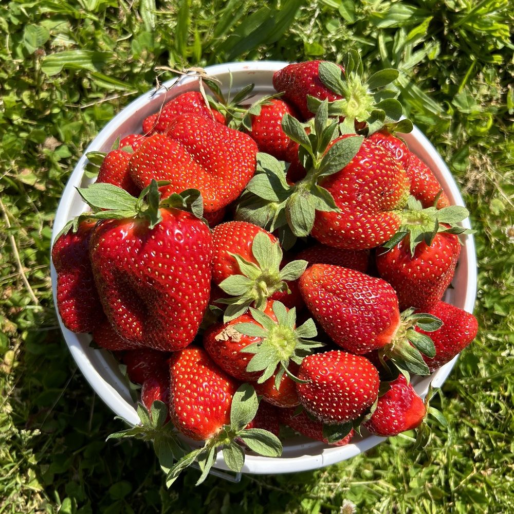 Hunter Farms - $17 for U pick. Great selection! - Pick Your Own Farms Near Me - Easley, South Carolina