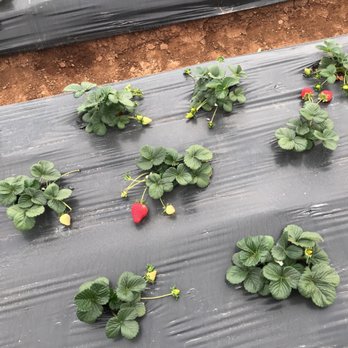 Kenny's Strawberry Farm - Fruits & Veggies Near Me - Fallbrook, California