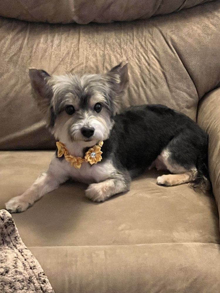 Curbside Mutt Cuts Image