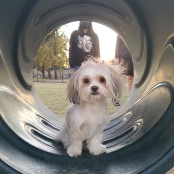 Fletcher “Fetch” Dog Park - Luna in engagement tunnel - Dog Parks Near Me - El Monte, California Fletcher “Fetch” Dog Park - Luna in engagement tunnel - Dog Parks Near Me - El Monte, California