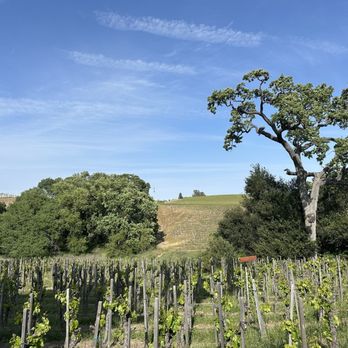 Austin Hope & Treana Tasting Cellar - Vineyards - Wine Tasting Room Near Me - Paso Robles, California Austin Hope & Treana Tasting Cellar - Vineyards - Wine Tasting Room Near Me - Paso Robles, California