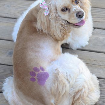 Country Clippers - My Cocker Lizzie Groomed by CC - Pet Groomers Near Me - Lockeford, California Country Clippers - My Cocker Lizzie Groomed by CC - Pet Groomers Near Me - Lockeford, California