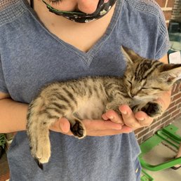 Adoption Event outside the Cafe - July 2020