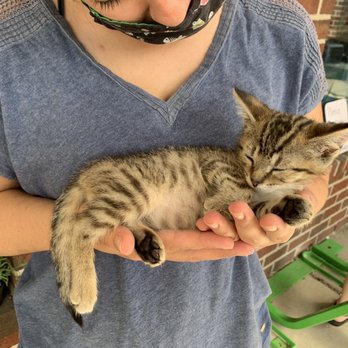 Constellation Cat Cafe - Adoption Event outside the Cafe - July 2020 - Pet Adoption Near Me - Lansing, Michigan