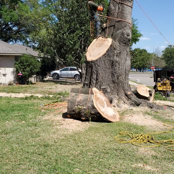 Mg Tree Service - Tree Services Near Me - Houston, Texas Mg Tree Service - Tree Services Near Me - Houston, Texas