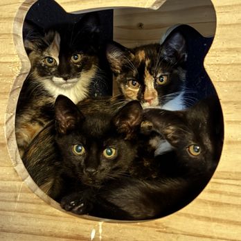Critical Care Kitten Coalition - Animal Shelters Near Me