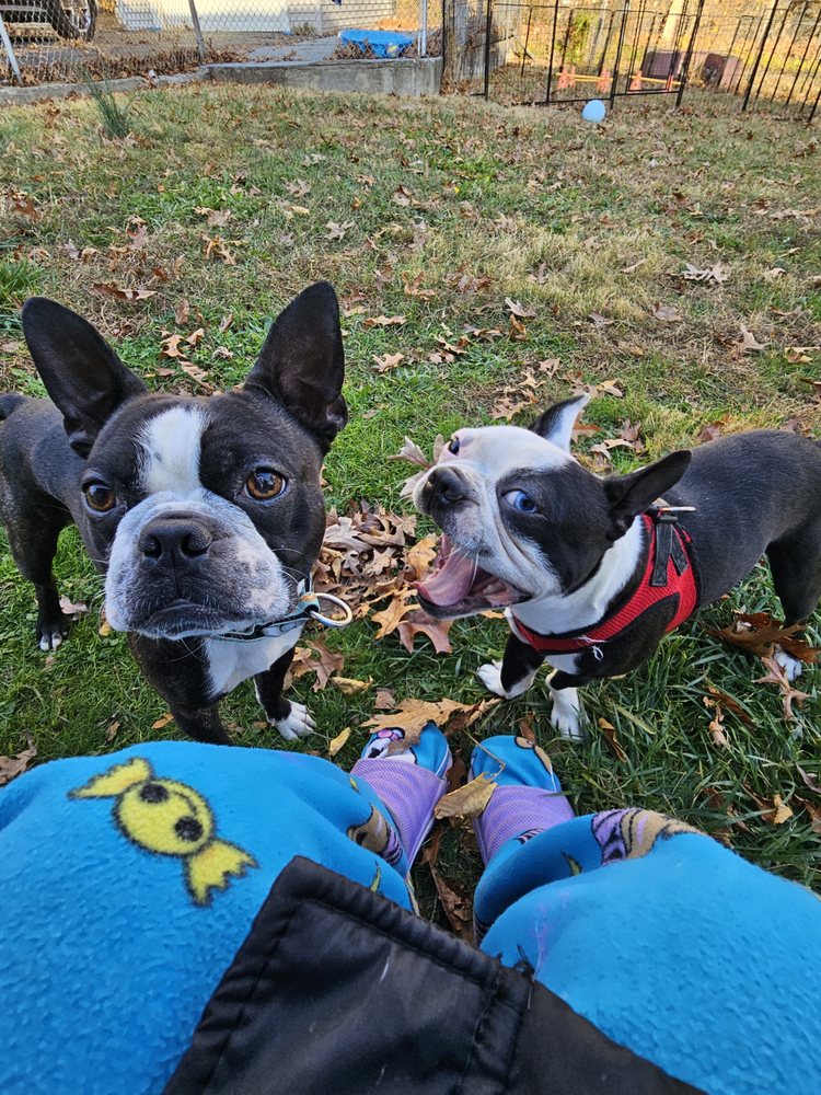 Wag N' Tales - pet boarding facility in West Haven, CT