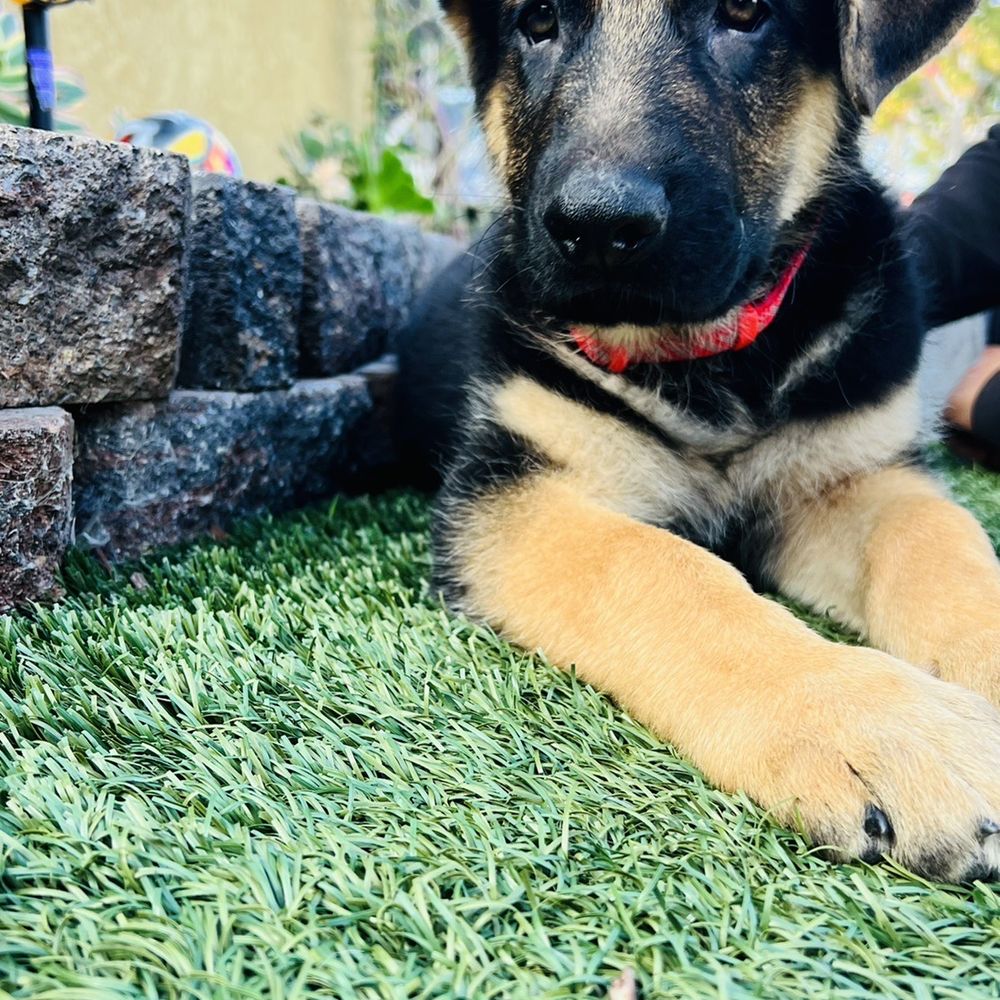 Baby Bane! Thank you Marcelo Baby Bane! Thank you Marcelo