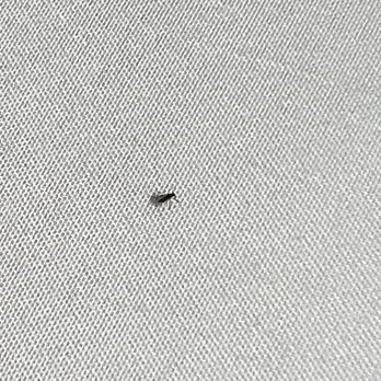 Butler Inn - bugs in bedding at 3am - Hotels Near Me - Oxford, Ohio Butler Inn - bugs in bedding at 3am - Hotels Near Me - Oxford, Ohio