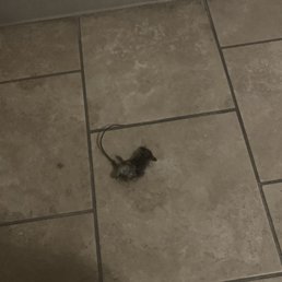 Hope you like rats! Hope you like rats!
