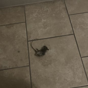 AMLI at Mueller - Hope you like rats! - Apartments Near Me - Austin, Texas AMLI at Mueller - Hope you like rats! - Apartments Near Me - Austin, Texas