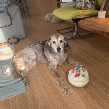 Brookswood Animal Clinic - Beemer and her perennial birthday cake - Veterinarians Near Me - Bend, Oregon