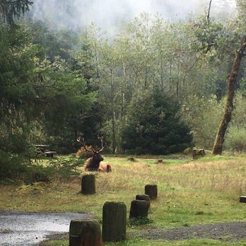 Hoh Rainforest - Hiking Near Me - Forks, Washington Hoh Rainforest - Hiking Near Me - Forks, Washington