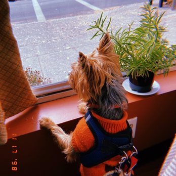 Beacon  Falls  Cafe - Dog friendly!!! Interior for service dogs only, exterior - all dogs are welcomed. - New American Near Me - Beacon, New York