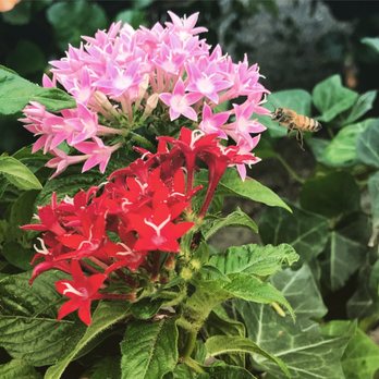 Ruibal's Plants of Texas - Beautiful nursery - Nurseries & Gardening Near Me - Dallas, Texas Ruibal's Plants of Texas - Beautiful nursery - Nurseries & Gardening Near Me - Dallas, Texas