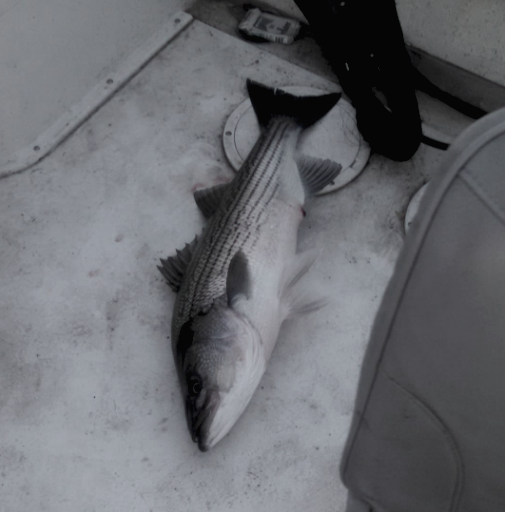 JOHN T HALL STRIPER GUIDE Updated June 2024 12 Photos Hot Springs