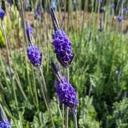 Tiburon Ridge Preserve - Wow