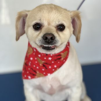 HI Doggie - Pet Groomers Near Me - Monterey Park, California HI Doggie - Pet Groomers Near Me - Monterey Park, California