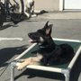 Photo of Diablo K9 Academy