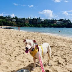 Kauai Humane Society - Sally is one years old and looking for her forever home!