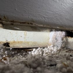 Bromley House Apartments - Hole behind the bed frame where rodents and bugs are easily able to access.