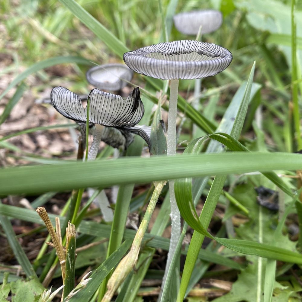 Champoeg State Park - Mushrooms we found growing long the path - Campgrounds Near Me - Saint Paul, Oregon Champoeg State Park - Mushrooms we found growing long the path - Campgrounds Near Me - Saint Paul, Oregon