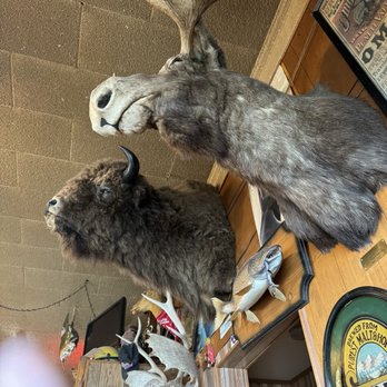 Toby's Tavern - Taxidermy wall art - American Near Me - Coupeville, Washington Toby's Tavern - Taxidermy wall art - American Near Me - Coupeville, Washington
