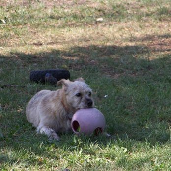 It's A Dog's House - Photo - Pet Boarding Near Me - Leduc County, Alberta