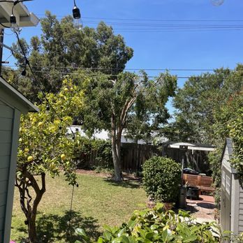 Al’s Tree Care - After trim photo. Trimmed and asked what we wanted for shape and how much to trim - Tree Services Near Me Al’s Tree Care - After trim photo. Trimmed and asked what we wanted for shape and how much to trim - Tree Services Near Me
