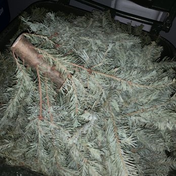 Carpinito Brothers - Here's your proof of your crappy dead dry Christmas tree.  $95 in the compost - Nurseries & Gardening Near Me - Kent, Washington