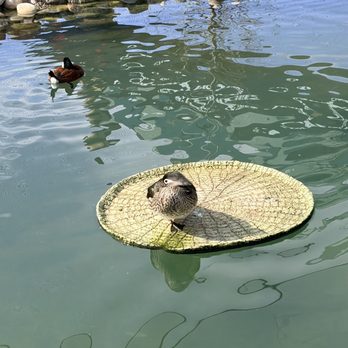 Columbus Zoo and Aquarium - Zoos Near Me - Powell, Ohio