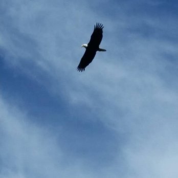 Ruth Lake Rec Campground - American Bald Eagle at Ruth Rec Camp Ground - Boating Near Me - Mad River, California Ruth Lake Rec Campground - American Bald Eagle at Ruth Rec Camp Ground - Boating Near Me - Mad River, California