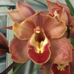 Flores y Plantas - Orquídeas
