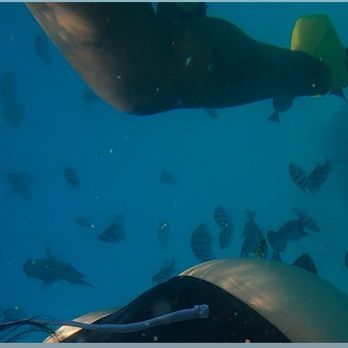 Honolulu Snorkel - Fishes - Snorkeling Near Me - Honolulu, Hawaii Honolulu Snorkel - Fishes - Snorkeling Near Me - Honolulu, Hawaii