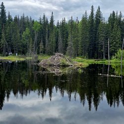 Beaver Boardwalk - Beaver lodge
