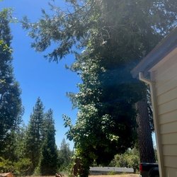 Loggin' Logan Tree Service - One Down with Ivy and One to Go.