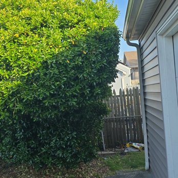 Scerbo’s Landscaping & Lawn Maintenance - Bush is touching the house. No top trimming. mess under bush. - Lawn Services Near Me - Waretown, New Jersey Scerbo’s Landscaping & Lawn Maintenance - Bush is touching the house. No top trimming. mess under bush. - Lawn Services Near Me - Waretown, New Jersey