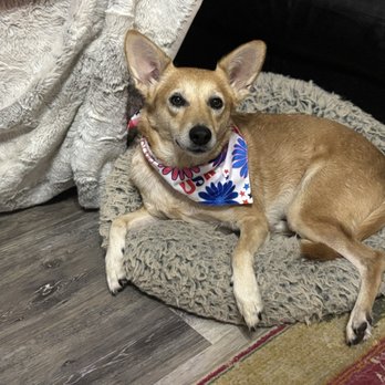 Pet Supplies Plus Round Rock - Stevie - Pet Groomers Near Me - Round Rock, Texas