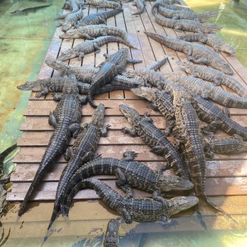 Gatorland - gaiters - Zoos Near Me - Orlando, Florida Gatorland - gaiters - Zoos Near Me - Orlando, Florida