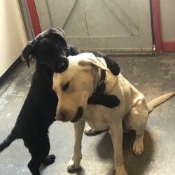 Punk Hollow Labrador Retriever - Ronto and his son Aru playing in the kennel.