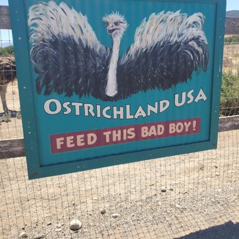 Ostrichland USA - The only bad thing about ostrich land is their Employees. - Attraction Farms Near Me - Solvang, California Ostrichland USA - The only bad thing about ostrich land is their Employees. - Attraction Farms Near Me - Solvang, California