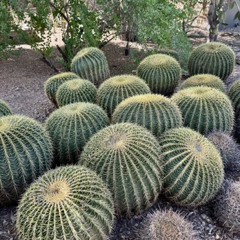 Desert Botanical Garden - If you don't love cactus, you might get bored.  I happen to love them. - Botanical Gardens Near Me - Phoenix, Arizona