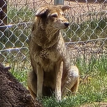 Colorado Wolf and Wildlife Center - Zoos Near Me - Divide, Colorado Colorado Wolf and Wildlife Center - Zoos Near Me - Divide, Colorado